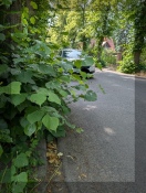 Foto: Gefährdung von Fußgängern und fließendem Verkehr durch Baumaustrieb 